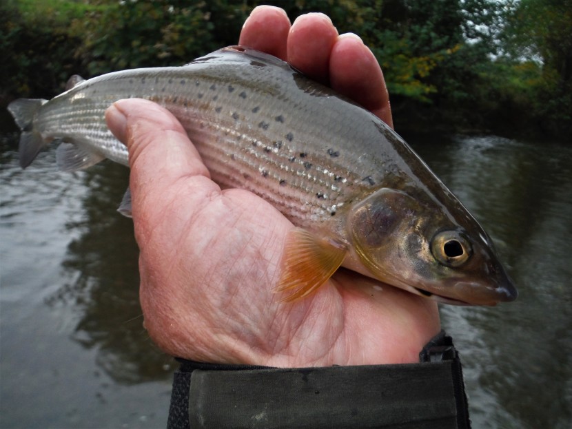 Dayhouse grayling